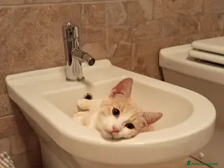 Meticcio gatti DOLCISSIMA GATTINA DA ADOTTARE - Annuncio 15