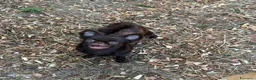 Chihuahua cani in vendita: Chihuahua mini - Annuncio 2