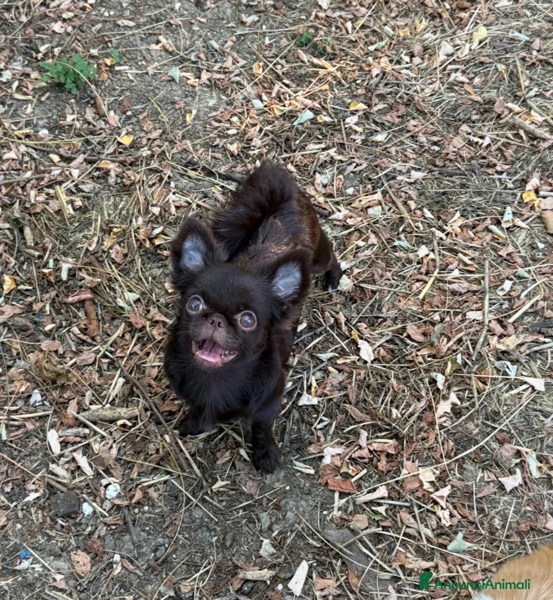 Chihuahua cani in vendita: Chihuahua mini - Annuncio 2