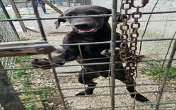 Meticcio cani in regalo: Silvio 5 mesi taglia media  - Immagine 1