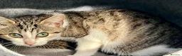Europeo gatti in regalo: Gattina cerca casa - Annuncio 3