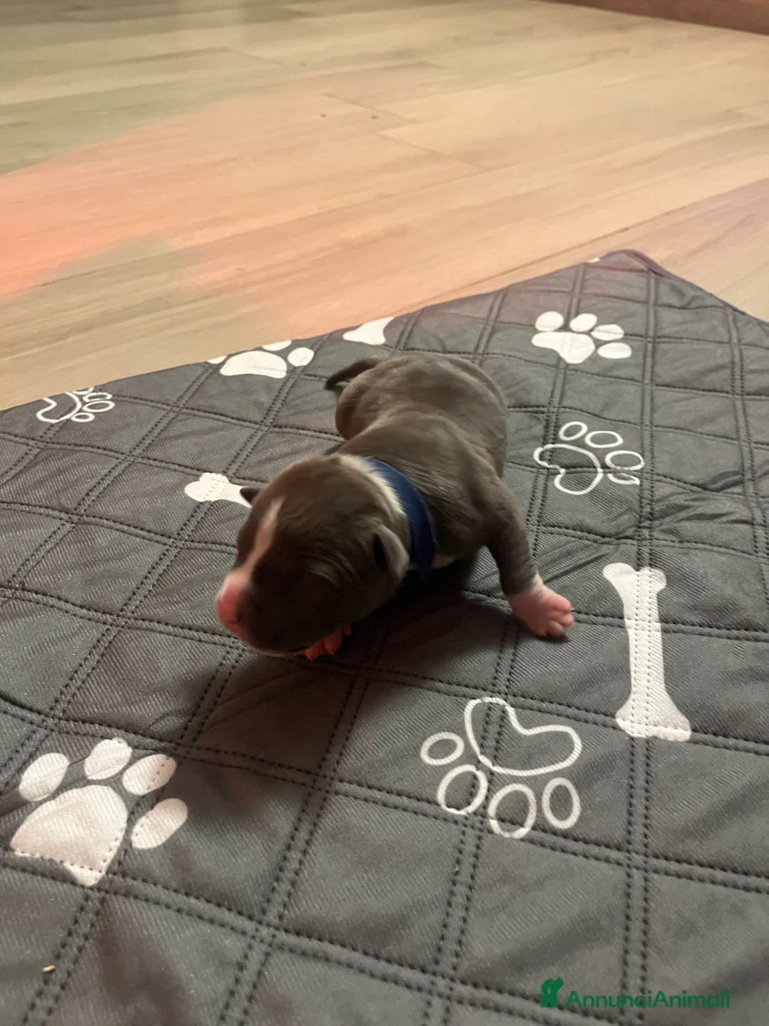 American Staffordshire cani in vendita: Cuccioli di Amstaff blu - Annuncio 2