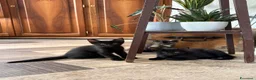 Meticcio gatti in vendita: Maschetto nero mix MaineCoon  a Città Metropolitana di Torino - Annuncio 9
