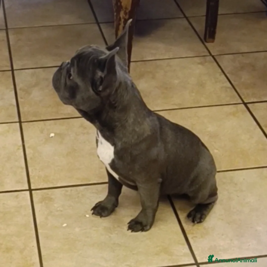 Bulldog Francese cani in vendita: Bulldog francesi esotiche - Annuncio 4