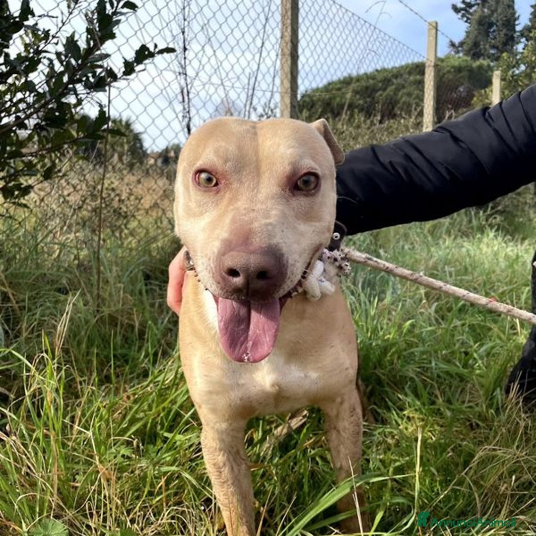 Meticcio cani in regalo: FURBY, argento vivo in corpo e occhi verdi  a Provincia di Latina - Annuncio 6