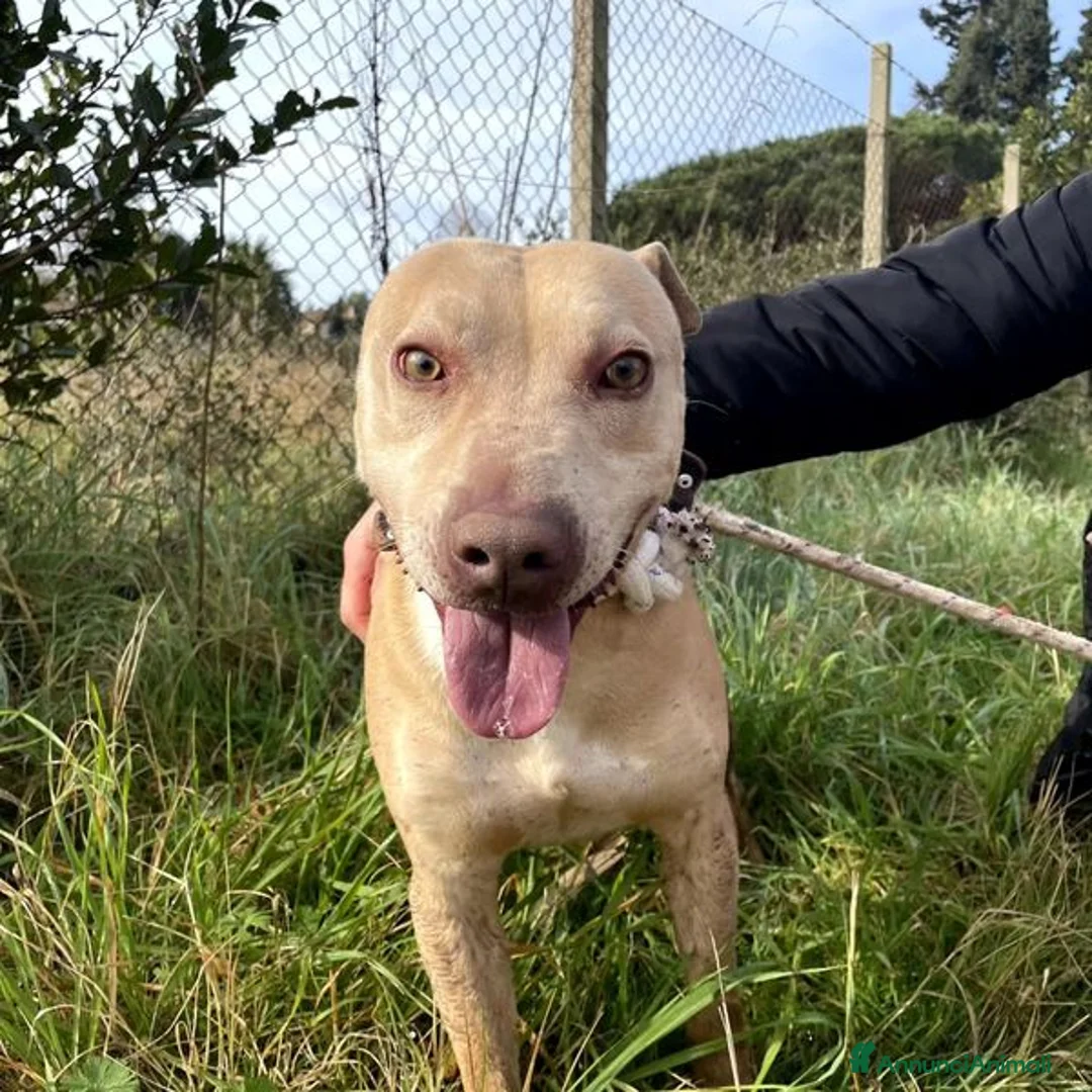 Meticcio cani in regalo: FURBY, argento vivo in corpo e occhi verdi  a Provincia di Latina - Annuncio 6