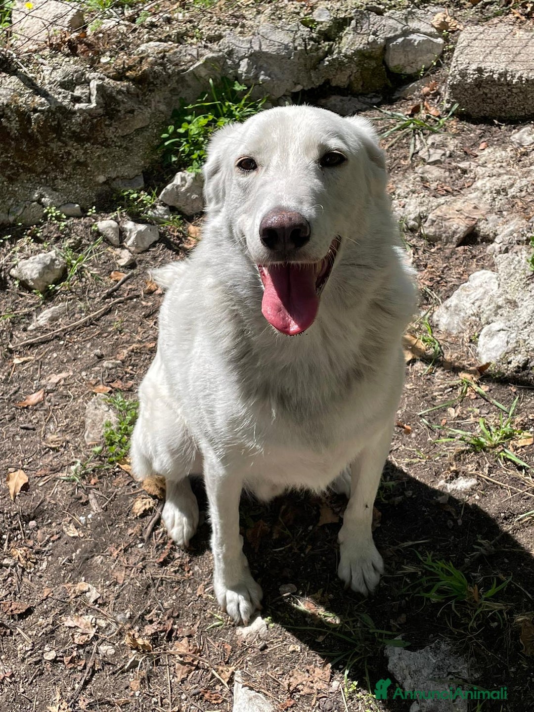 Meticcio cani in regalo: IL TENERISSIMO CESARE - Annuncio 5