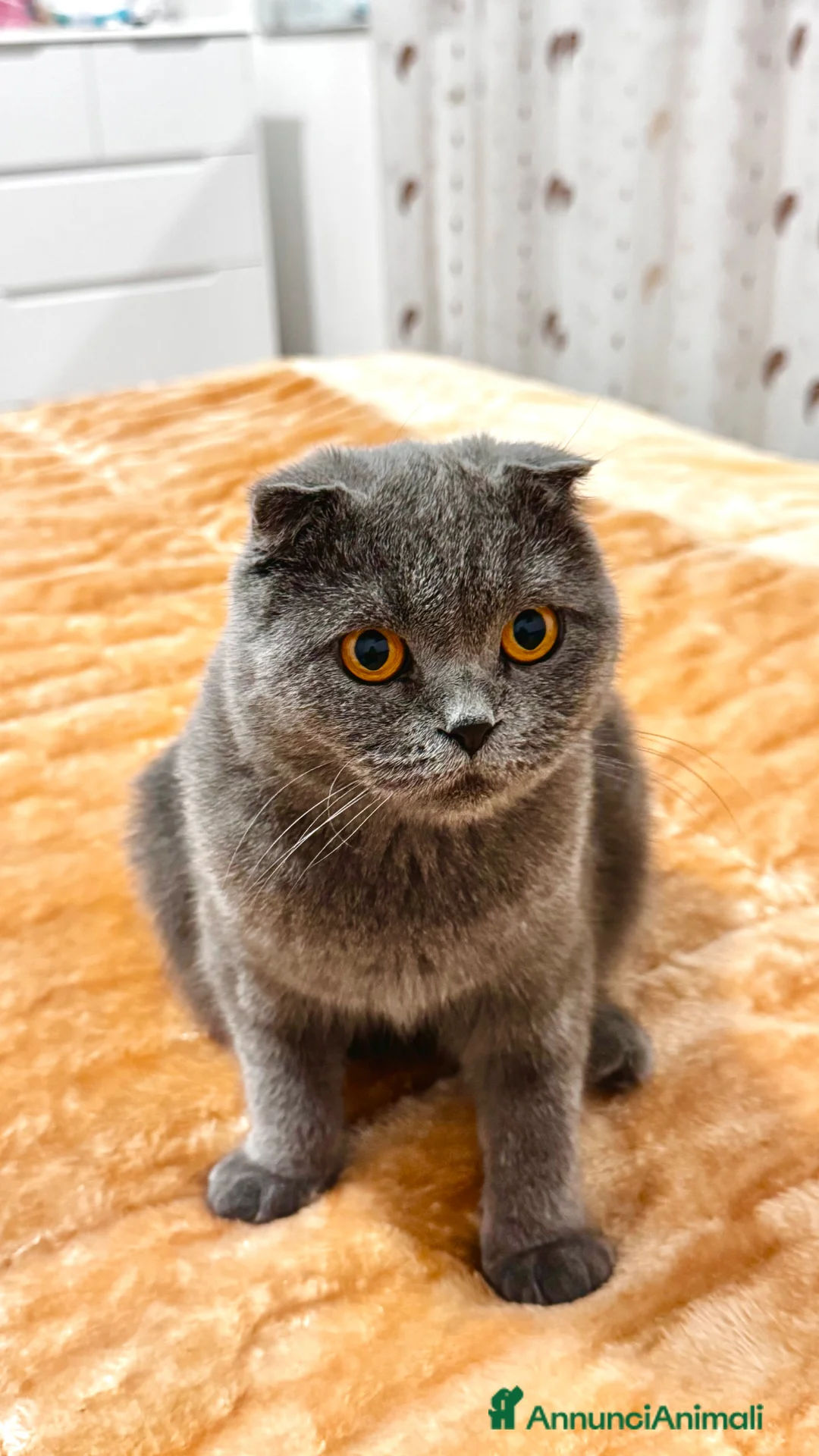 Scottish gatti in vendita: Gattini a Provincia di Brescia - Annuncio 1