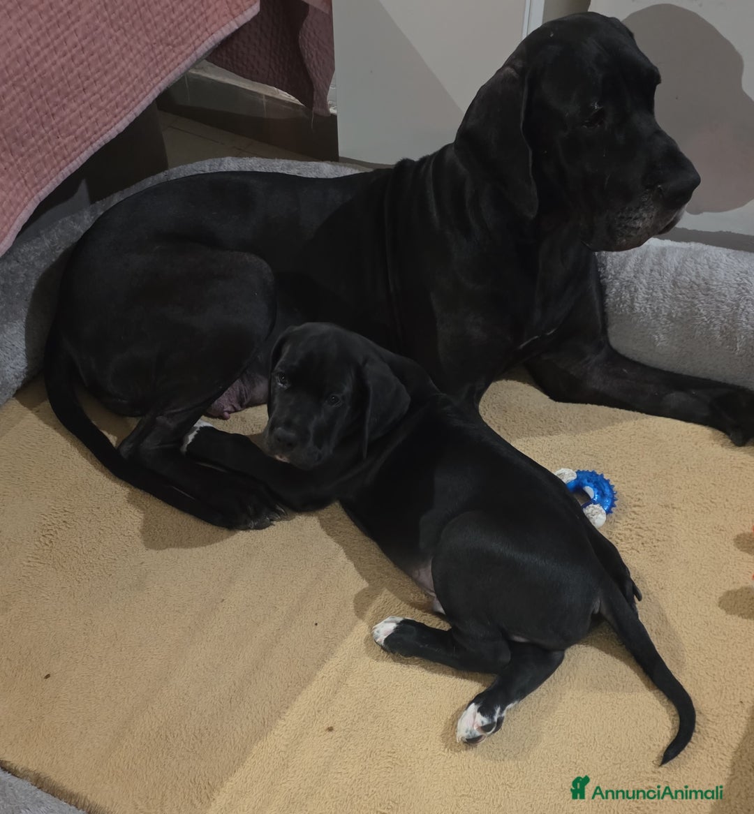 Alano cani in vendita: Zeus cucciolo Alano Nero  - Annuncio 4