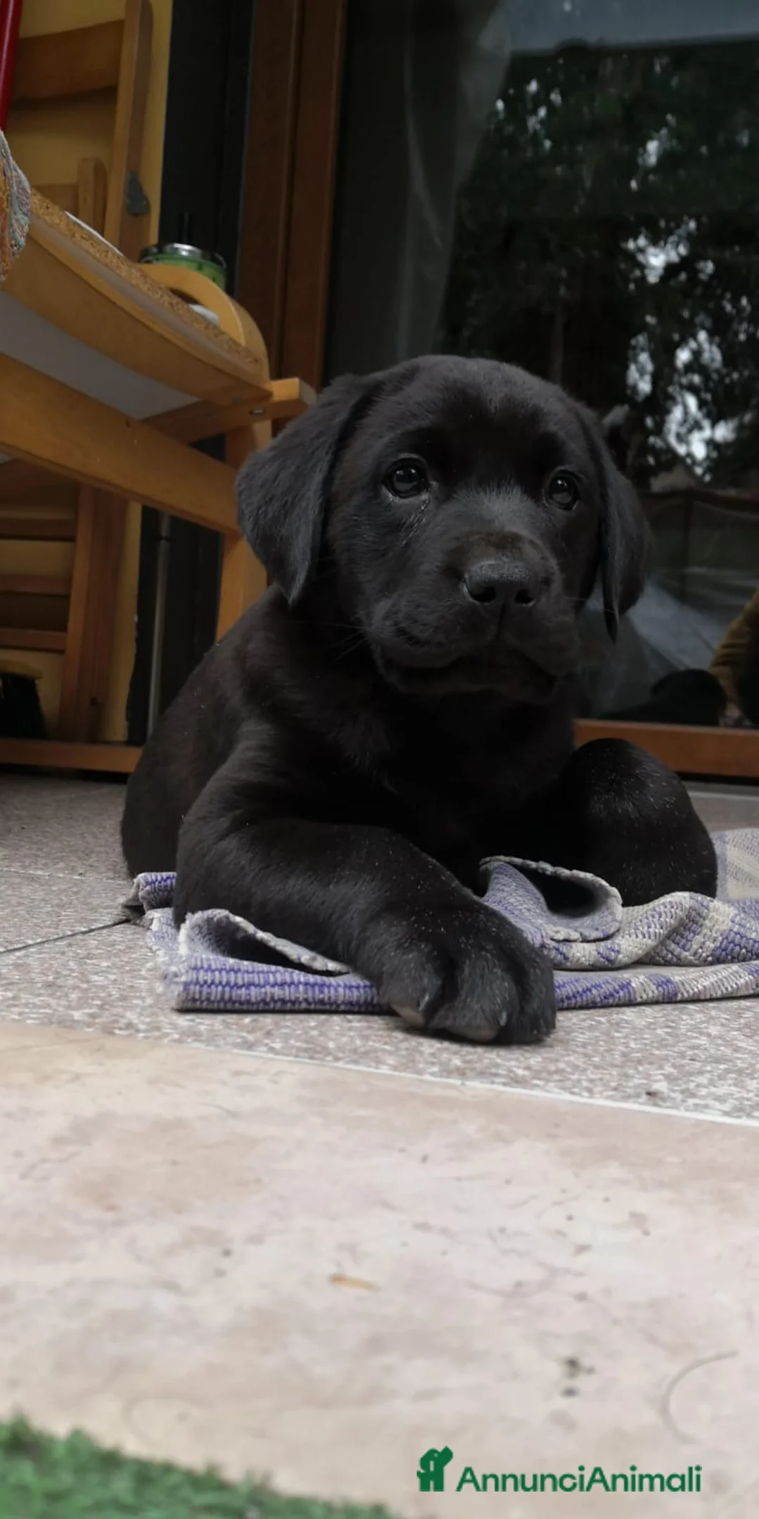 Labrador cani in vendita: Cucciola femmina  di Labrador Retriever  nera - Annuncio 4