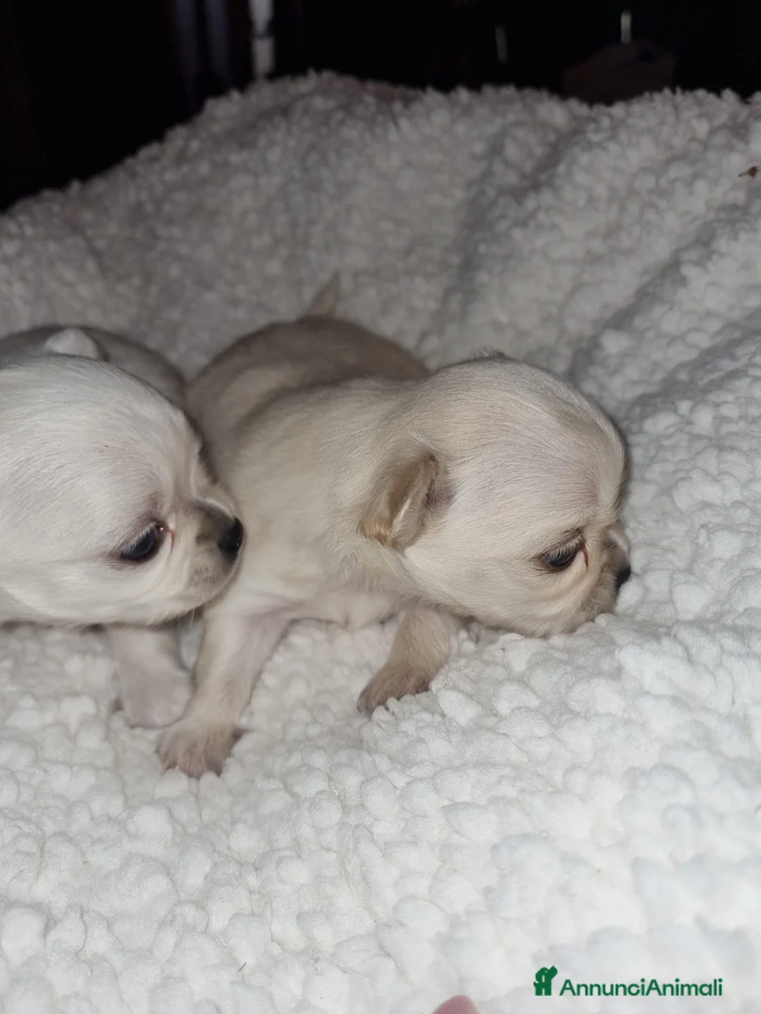 Chihuahua cani in vendita: Cuccioli di chihuahua toy  - Annuncio 4