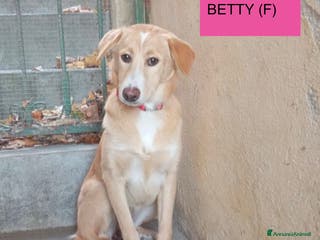 Meticcio cani Dolci cuccioli sfortunati taglia media 5 mesi - Annuncio 2