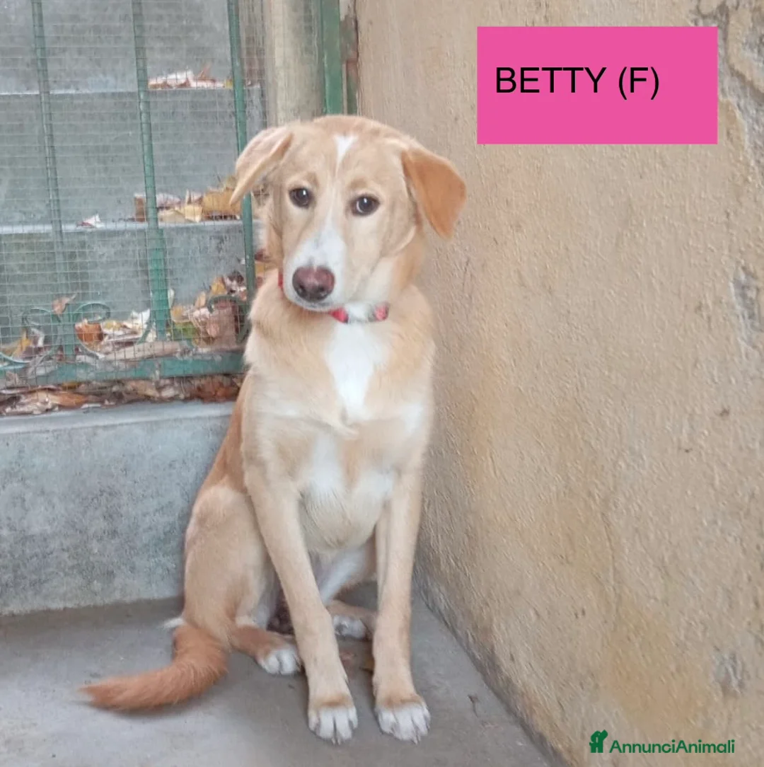 Meticcio cani in regalo: Dolci cuccioli sfortunati taglia media 5 mesi - Annuncio 1