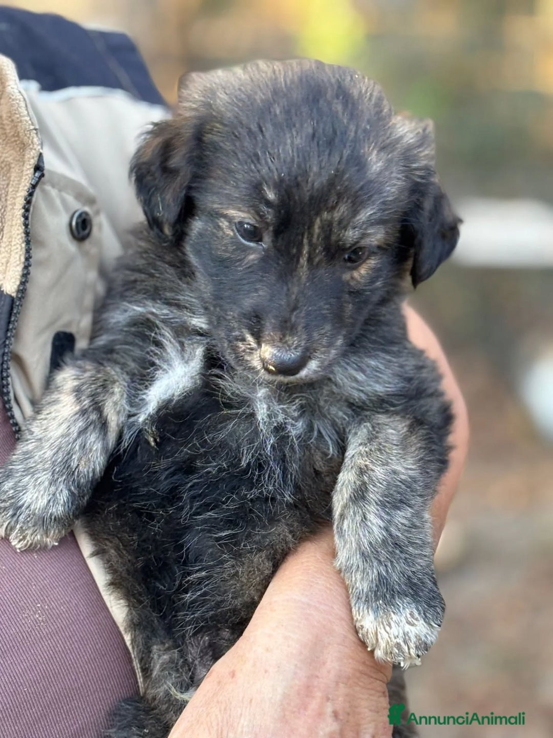 Meticcio cani in regalo: ORSETTO dolce cucciolo 2 mesi in adozione - Annuncio 2