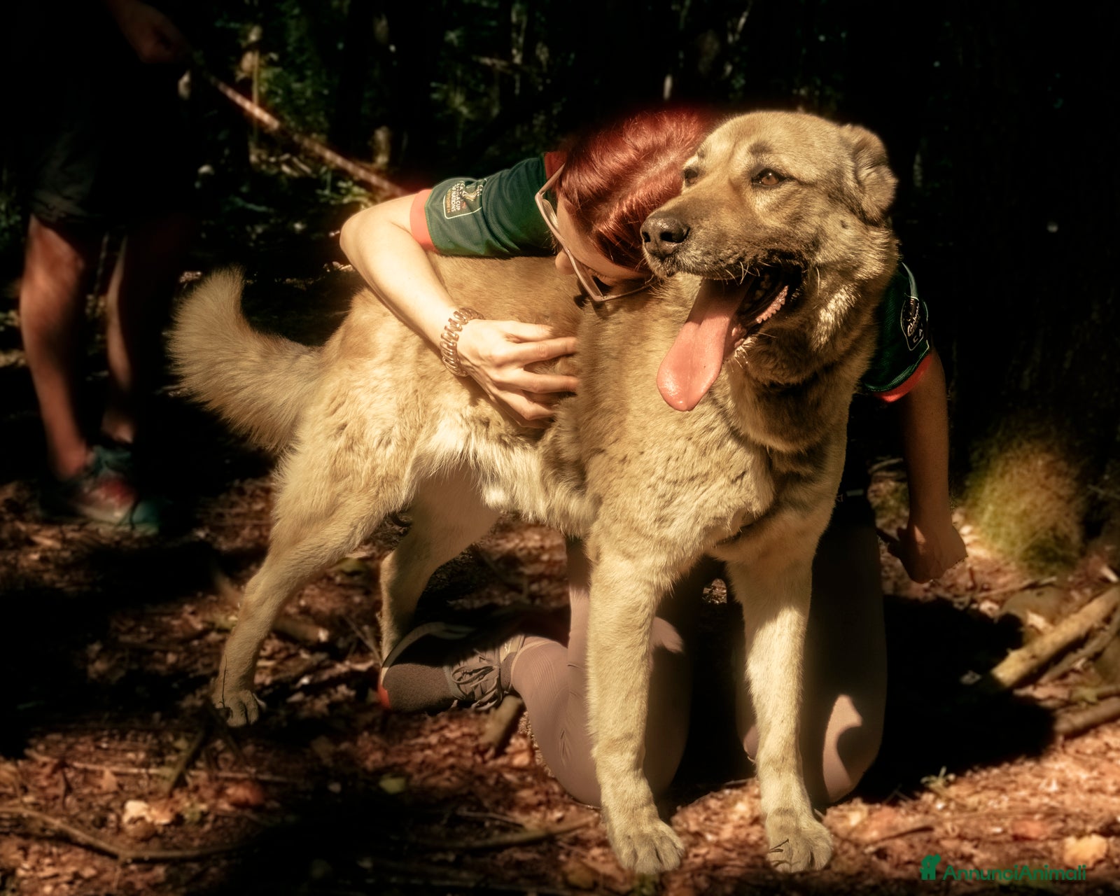 Meticcio cani in regalo: Whisky, un tenerissimo meticcio  - Annuncio 5