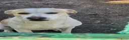 Meticcio cani in regalo: Rey dolcissimo cagnolone che ama i bimbi - Annuncio 4