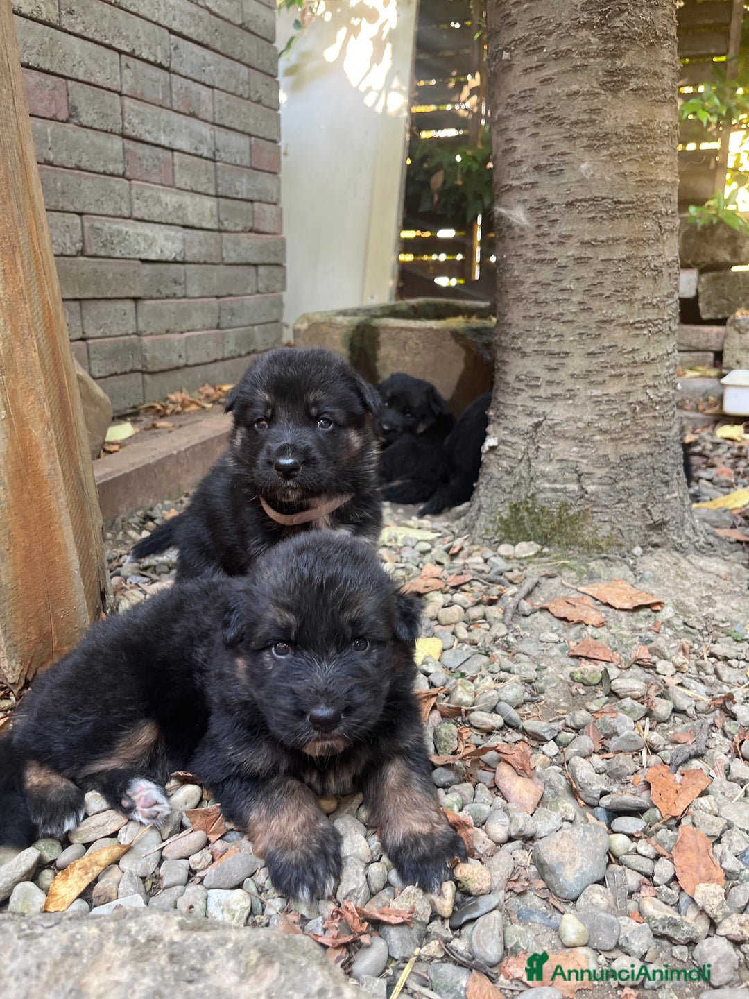 Pastore Tedesco cani in vendita: Cuccioli Pastore tedesco a Provincia di Parma - Immagine 4