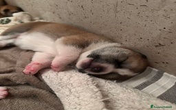Akita Inu cani in vendita: Cuccioli Akita Inu a Provincia di Vicenza - Immagine 7