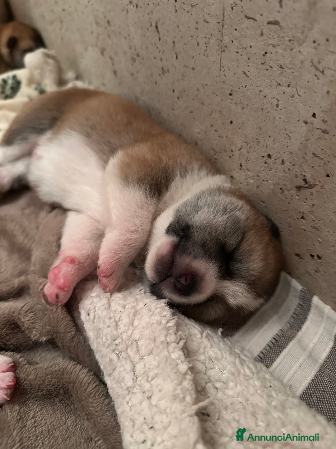 Akita Inu cani in vendita: Cuccioli Akita Inu a Provincia di Vicenza - Immagine 7