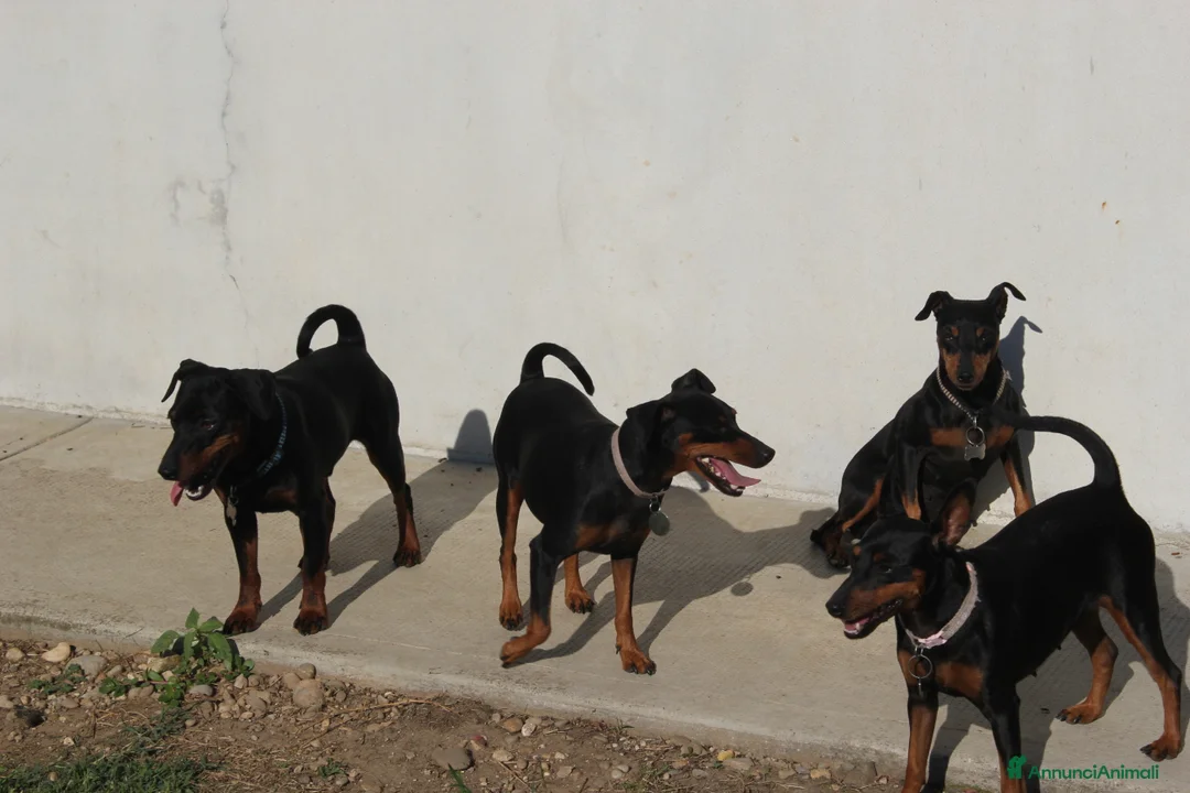 Pinscher Miniatura cani in vendita: Pinscher nano  - Annuncio 15