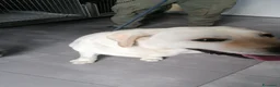 Labrador cani in regalo: Teodoro, Labrador in Canile - Annuncio 10
