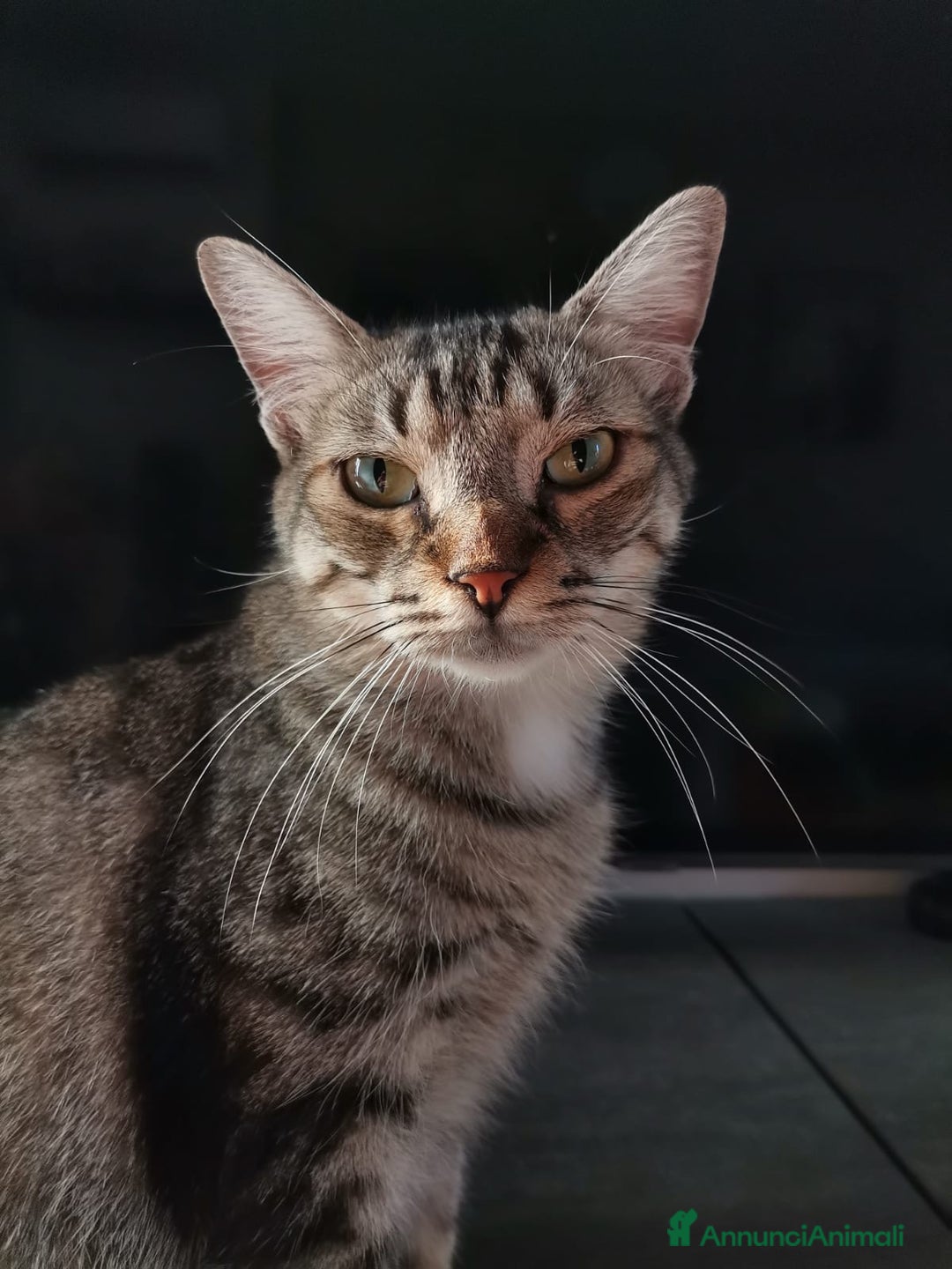 Europeo gatti in regalo: Gatti europei fratelli - Annuncio 10