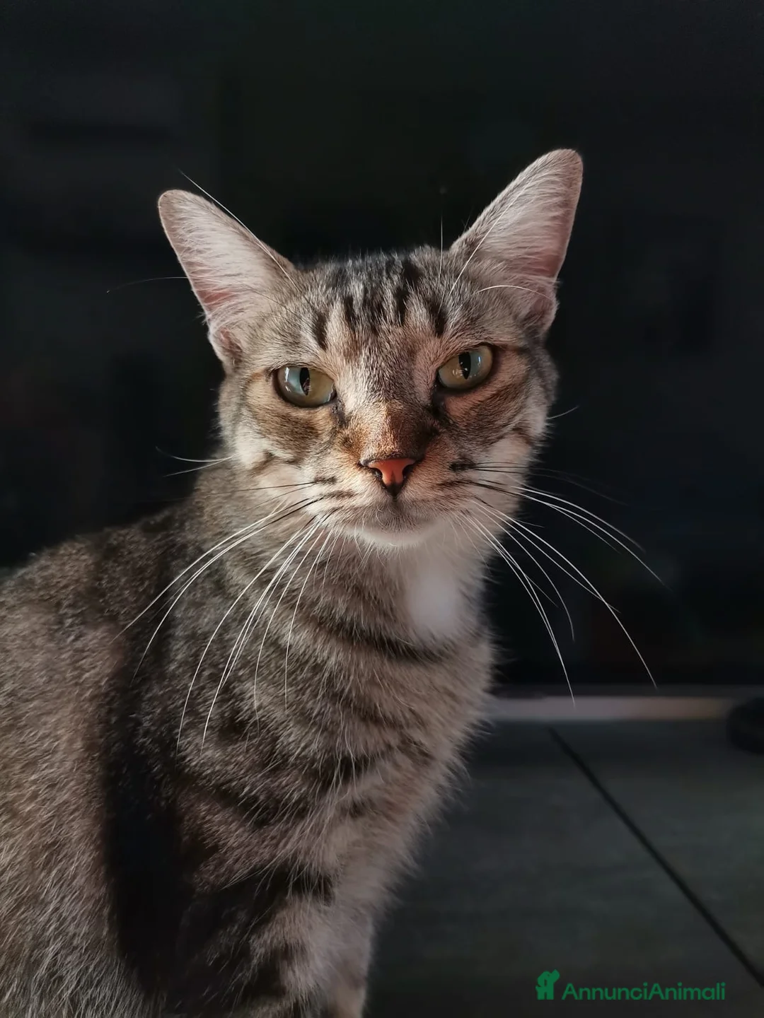 Europeo gatti in regalo: Gatti europei fratelli - Annuncio 10