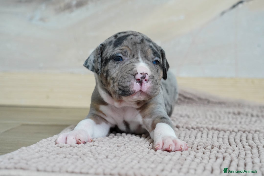 American Bully cani in vendita: Cuccioli American Bully XXL  a Provincia di Lecco - Immagine 5