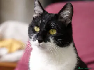 Europeo gatti Gattino bianco e nero - Annuncio 1