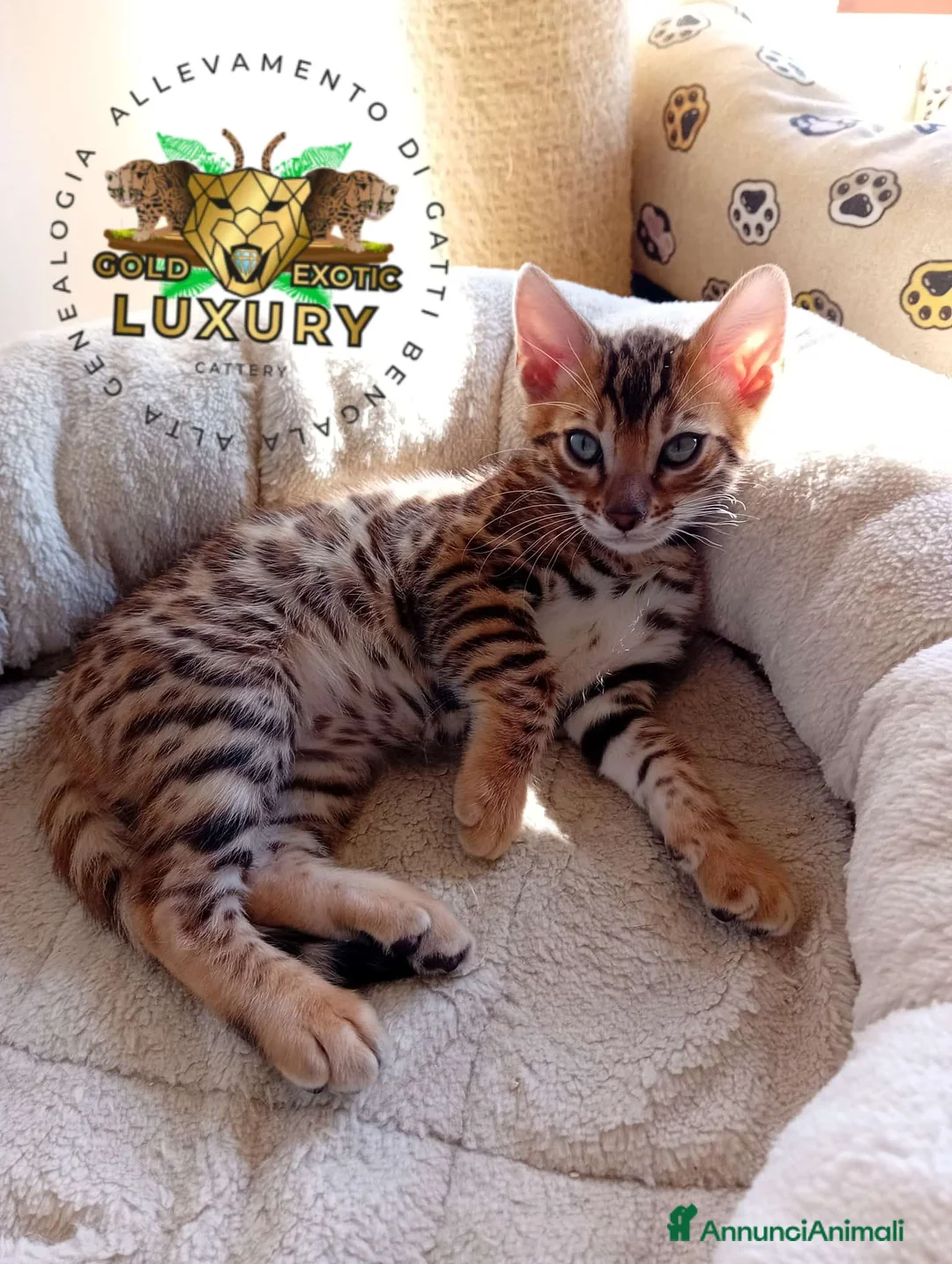 Bengala gatti in vendita: MASCHIO BROWN SPOTTED  G8 - Annuncio 1