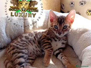 Bengala gatti MASCHIO BROWN SPOTTED G8 - Annuncio 3