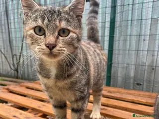 Meticcio gatti LA PICCOLA TIGRA - Annuncio 38