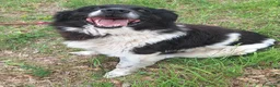 Meticcio cani in regalo: Cosmo 3 anni Taglia grande - Annuncio 5