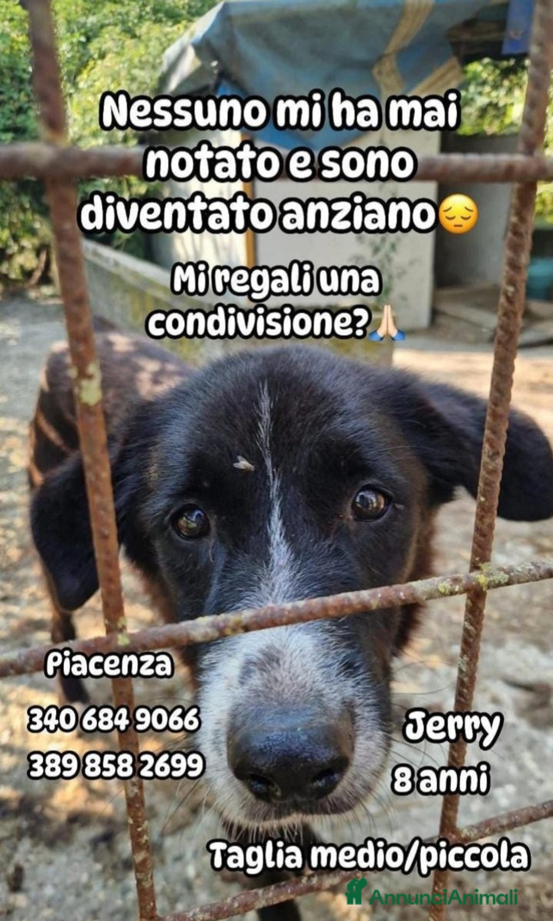 Meticcio cani in regalo: 8anni medio piccolo nessuno l'ha mai notato.PIACEN a Città metropolitana di Milano - Annuncio 1