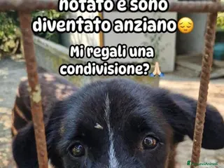 Meticcio cani 8anni medio piccolo nessuno l'ha mai notato.PIACEN - Annuncio 17