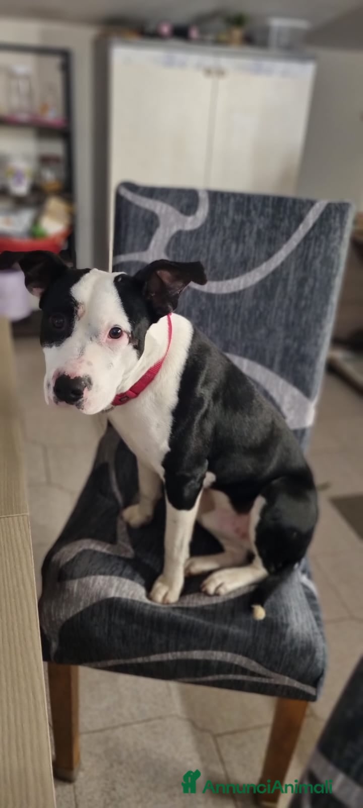 Meticcio cani JACK CUCCIOLO MIX AMSTAFF  - Annuncio 2