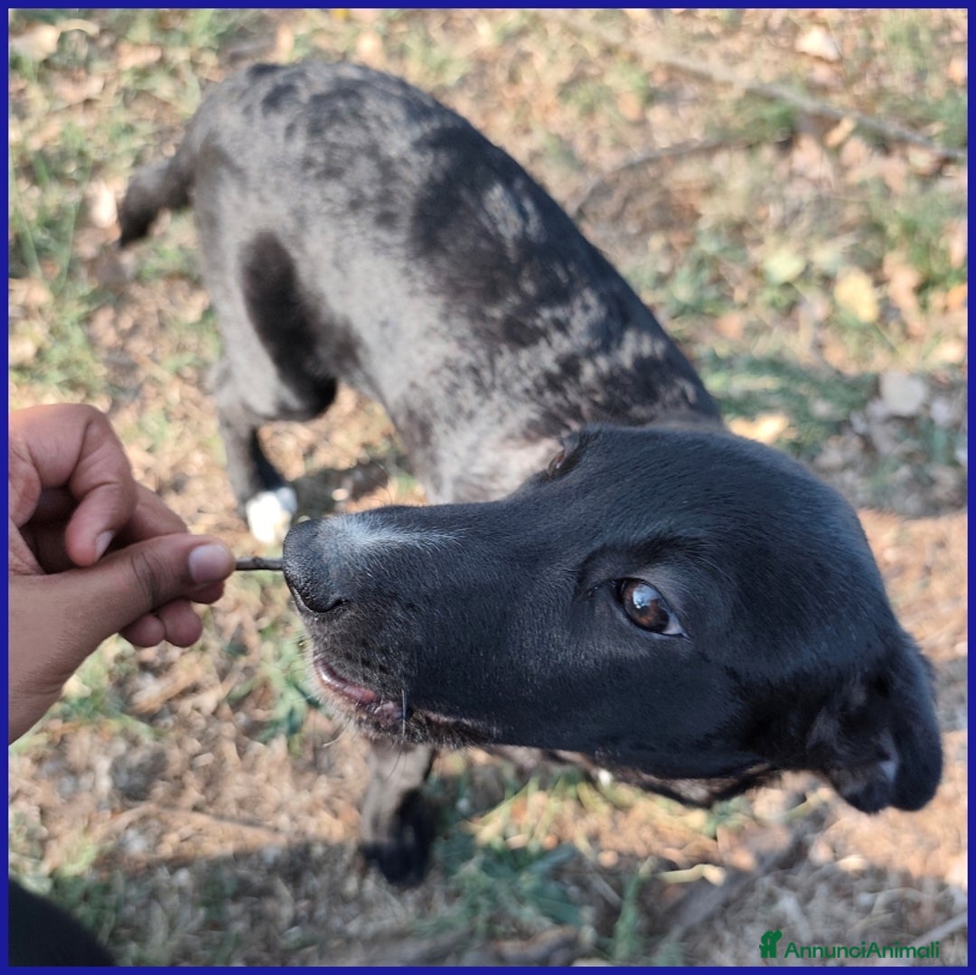 Meticcio cani in regalo: BRENDA, CUCCIOLA 5 MESI RECUPERATA SOTTO IL SOLE  - Annuncio 8