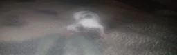 Meticcio cani in vendita: cuccioli pastore della lessinia - Annuncio 17