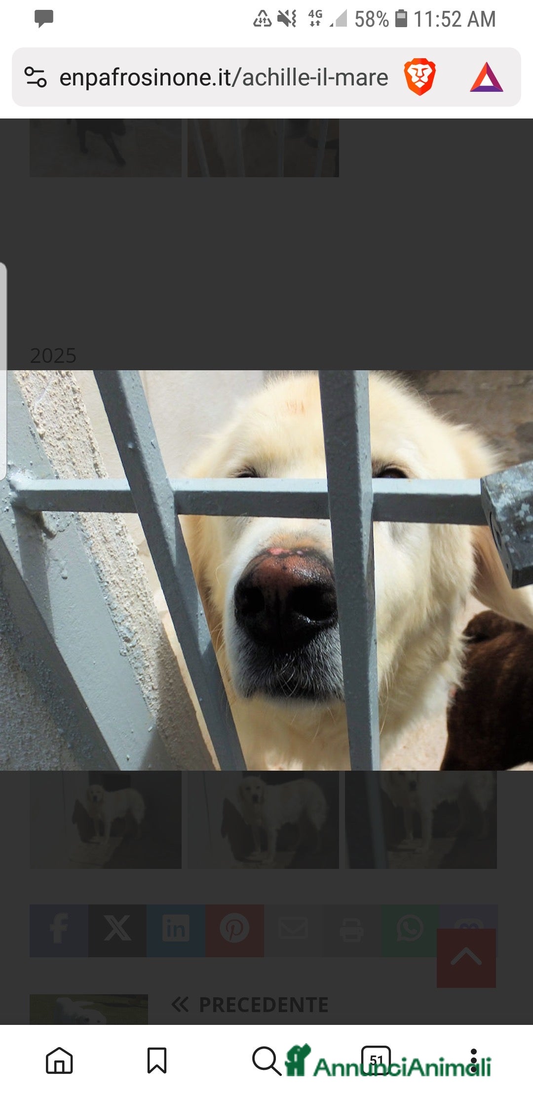 Meticcio cani in regalo: ACHILLE , BELLO SOLENNE E BUONO - Annuncio 1