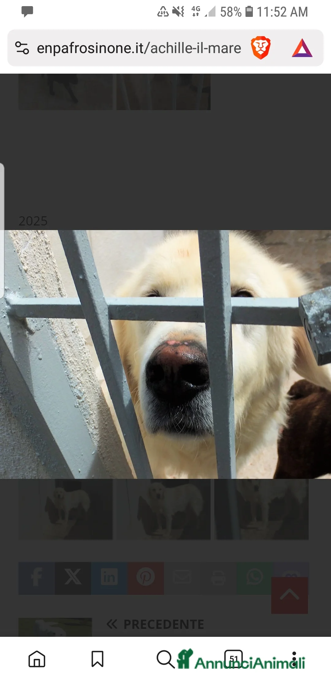 Meticcio cani in regalo: ACHILLE , BELLO SOLENNE E BUONO - Annuncio 1
