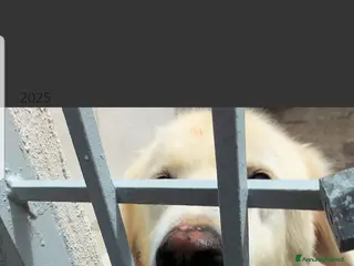 Meticcio cani ACHILLE , BELLO SOLENNE E BUONO - Annuncio 14