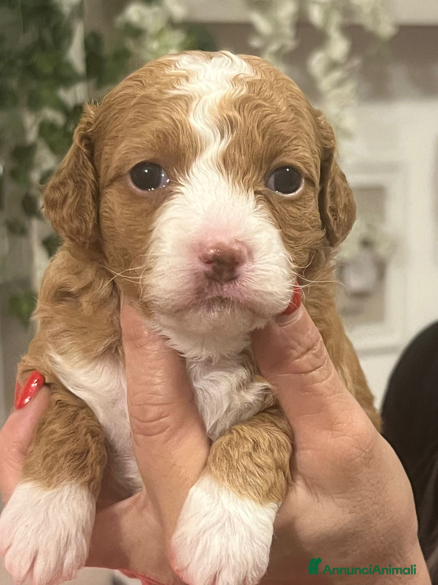 Maltipoo cani MALTIPOO - Annuncio 4