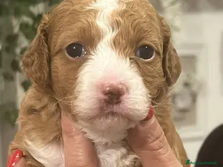 Maltipoo cani MALTIPOO - Annuncio 4