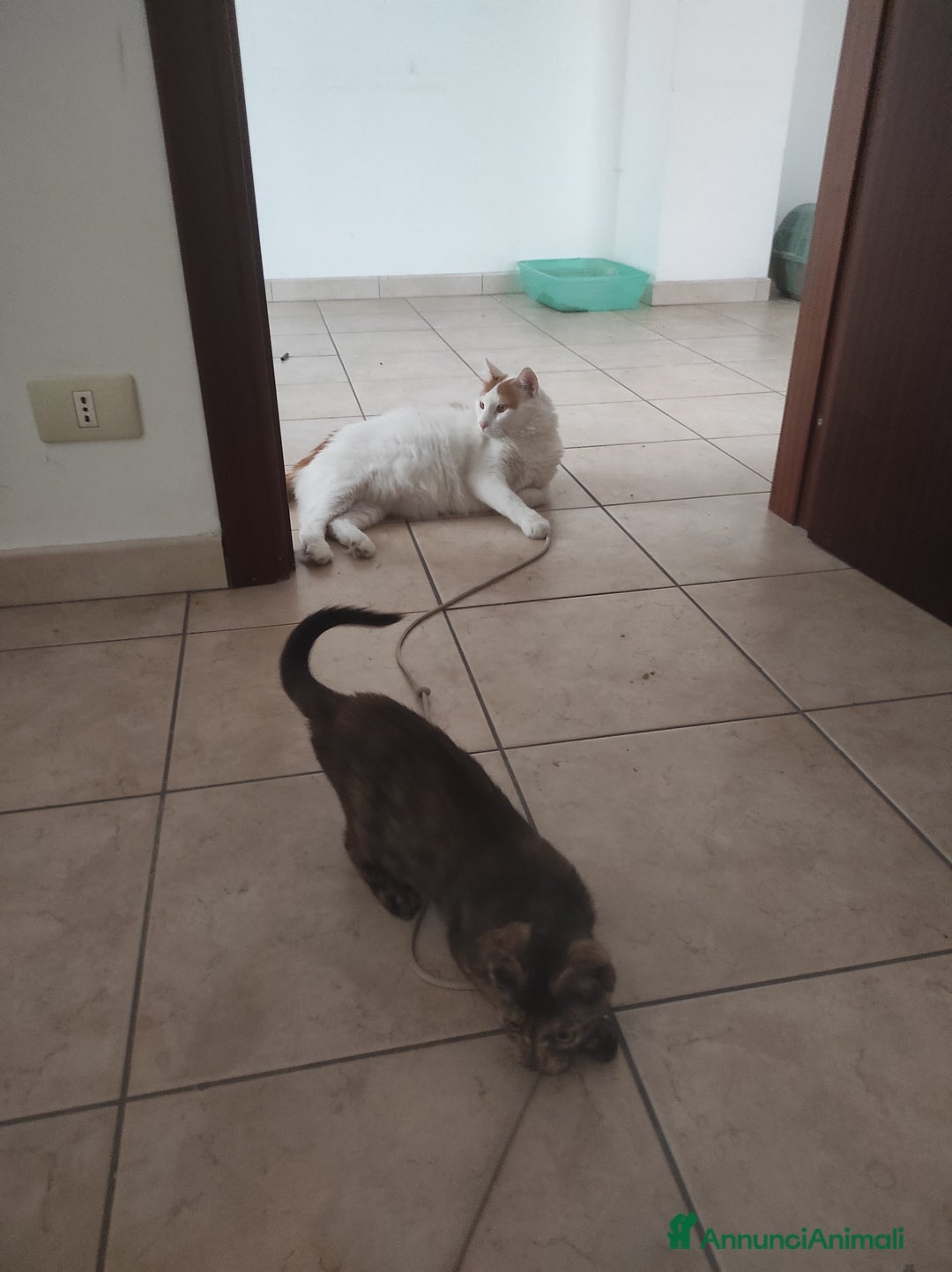 Europeo gatti in regalo: Gattina 3 mesi cerca casa - Immagine 3