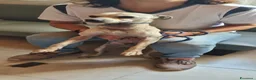 Meticcio cani in regalo: FIGARÒ 💙-soli 6kg, cerca di nuovo casa per sempre a Provincia di Pavia - Annuncio 4