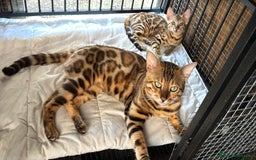 Bengala gatti in vendita: Cucciole di Bengal con Pedigree a Provincia di Asti - Immagine 4