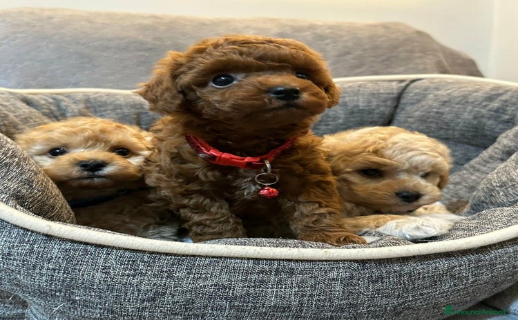 Meticcio cani - Annuncio 1