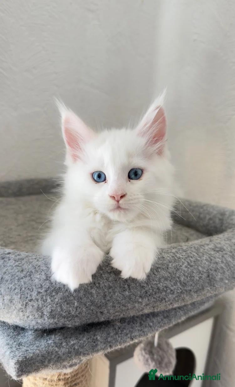 Maine Coon gatti Gattini Maine coon di razza pura - Annuncio 31
