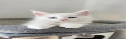 Maine Coon gatti in vendita: Gattini Maine coon di razza pura - Annuncio 5