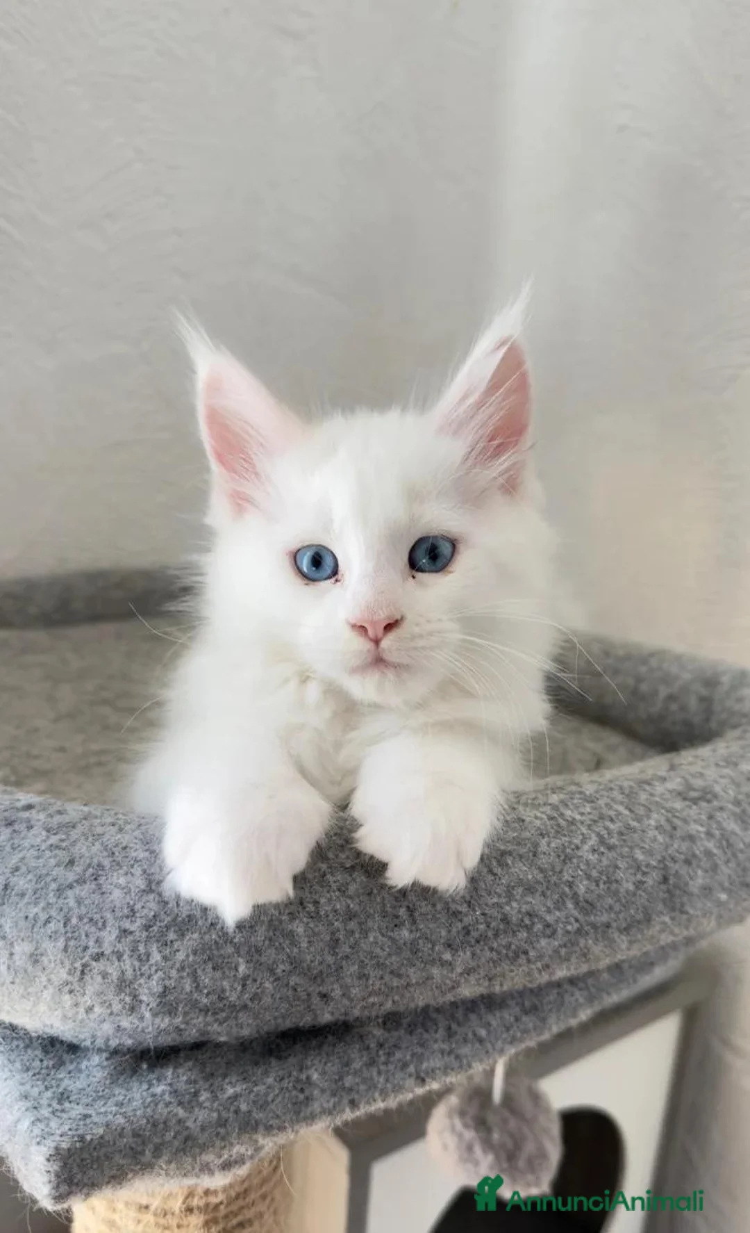 Maine Coon gatti in vendita: Gattini Maine coon di razza pura - Annuncio 1
